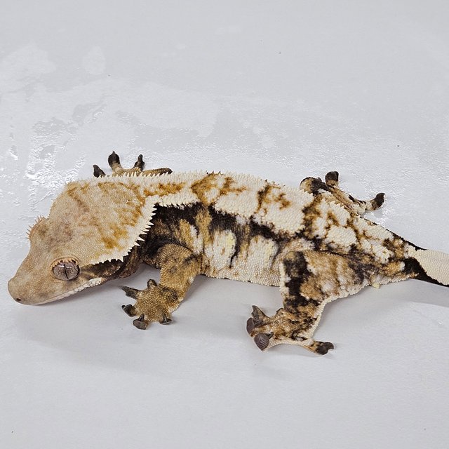 할리퀸 화이트스팟 노멀 텐저린 드리피 타이거