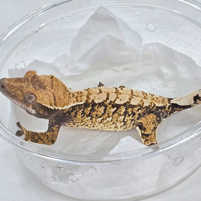 노멀 트라이 화이트스팟 익스트림할리퀸 텐저린 타이거