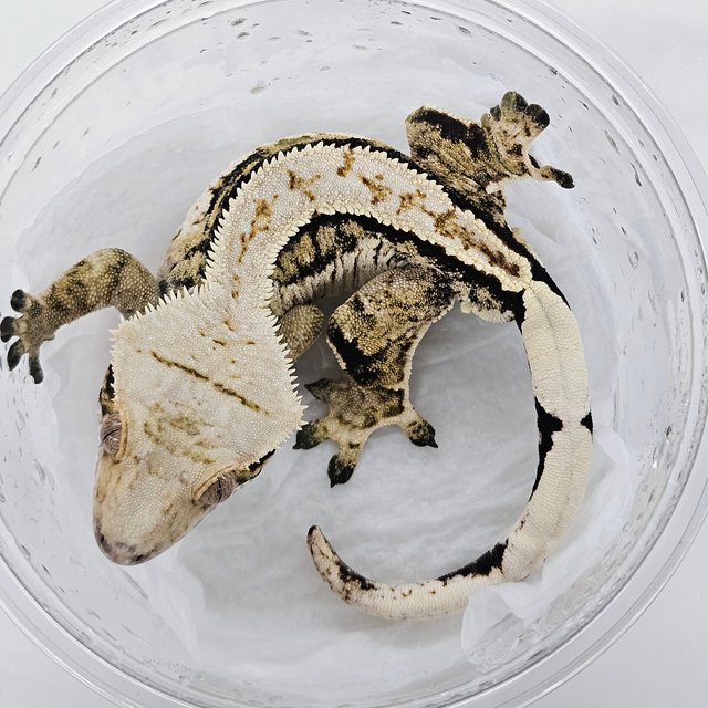 트라이 옐로우 쿼드 노멀