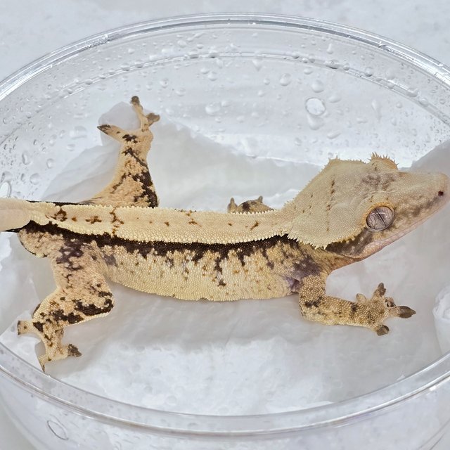 노멀 크림 화이트 트라이