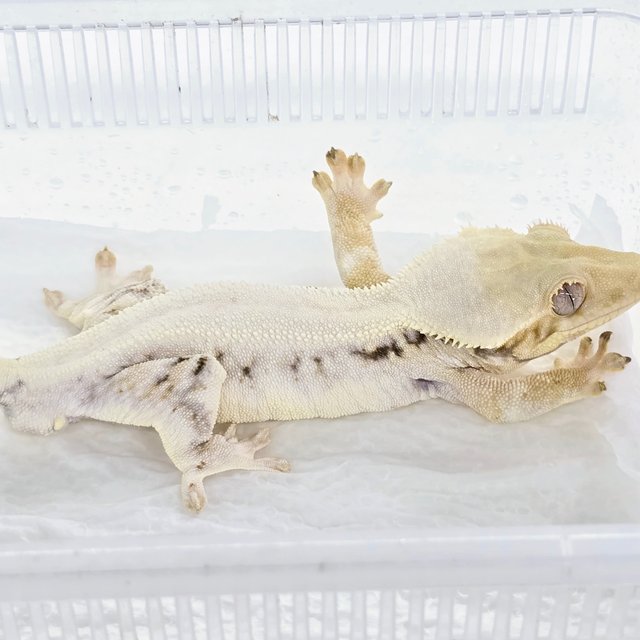 릴리화이트 솔리드백 화이트