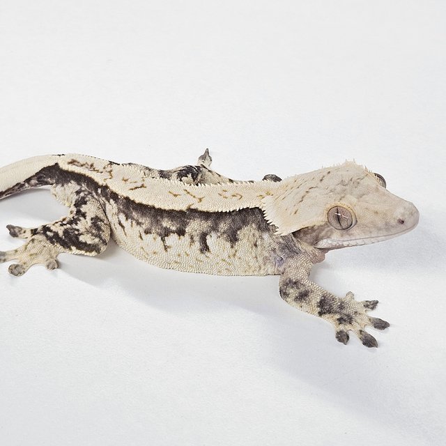 노멀 트라이 크림