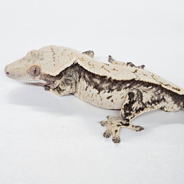 노멀 트라이 크림