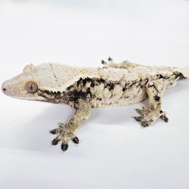 노멀 드리피 화이트스팟 화이트 화이트포트홀 트라이