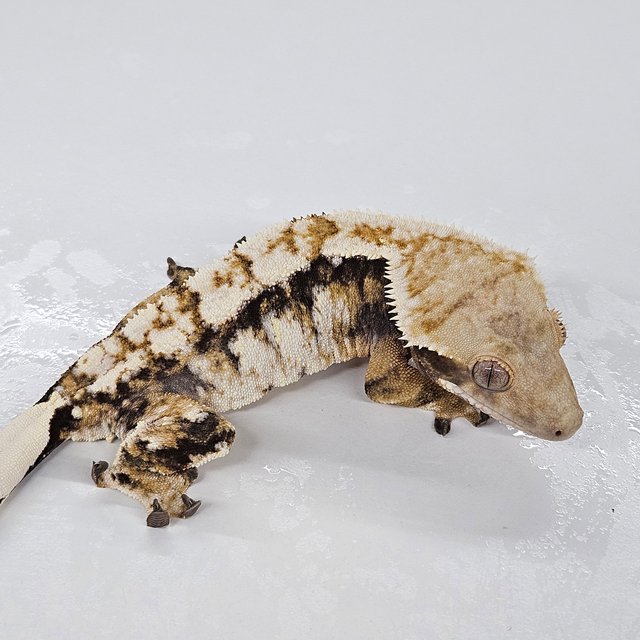 할리퀸 화이트스팟 노멀 텐저린 드리피 타이거