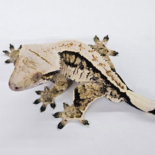 트라이 옐로우 쿼드 노멀