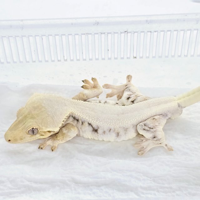 릴리화이트 솔리드백 화이트