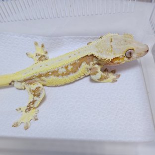 크림 릴리화이트