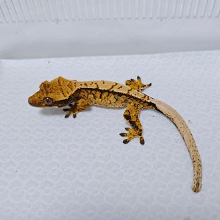 트라이