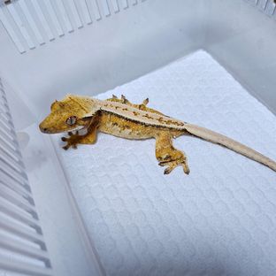 트라이