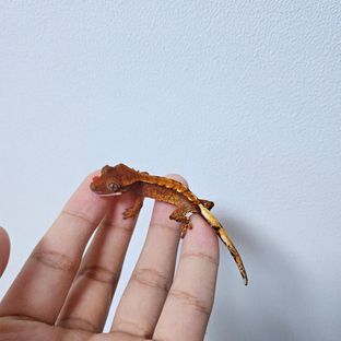 트라이 텐저린