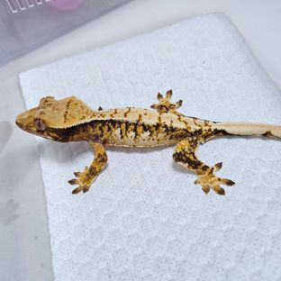 트라이