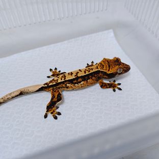 트라이