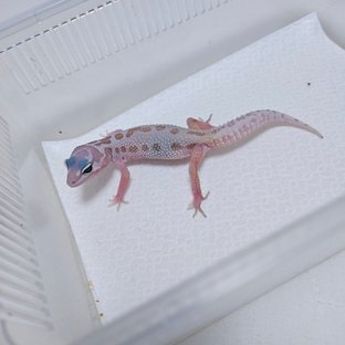 스노우 머피 패턴리스 사이퍼