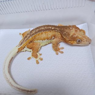 크림 팬텀 릴리화이트