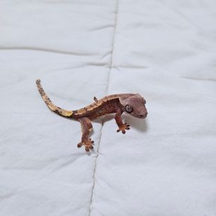 텐저린 트라이
