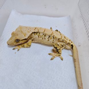 트라이 드리피 화이트스팟