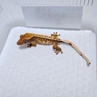 트라이