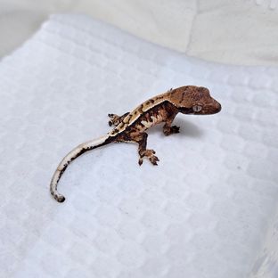 트라이
