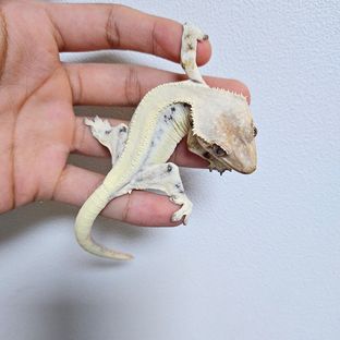 릴리 세이블