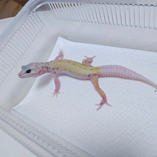 스노우 머피 패턴리스 사이퍼