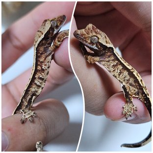 트라이 드리피 화이트스팟 텐저린