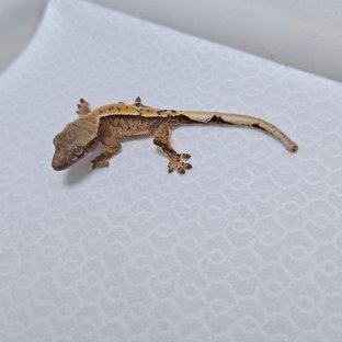 트라이 드리피 화이트스팟