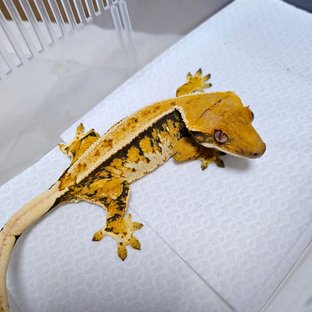 바브 트라이