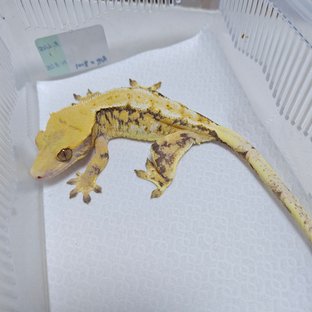 트라이 화이트스팟 드리피