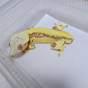 레드 릴리화이트