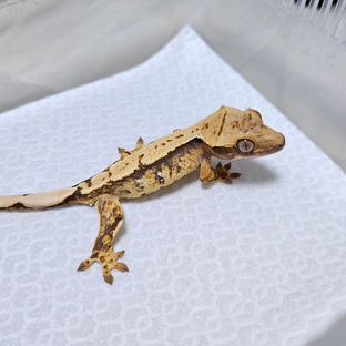 레이지 트라이