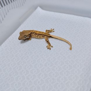 트라이 드리피 화이트스팟