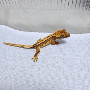 트라이