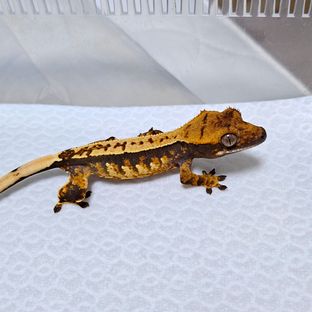 레이지 트라이