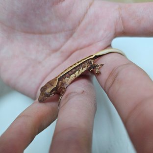 트라이 드리피 화이트스팟