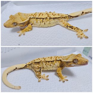 트라이 드리피 화이트스팟