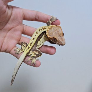 카푸치노 쿼드 풀핀