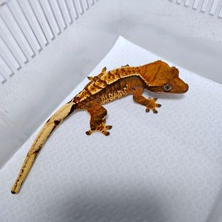 텐저린 트라이