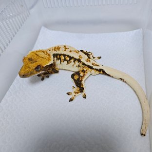 트라이 쿼드 드리피