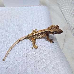 트라이
