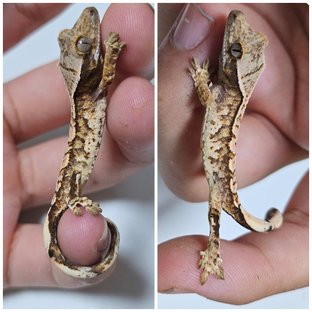 트라이 화이트스팟