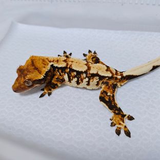 트라이