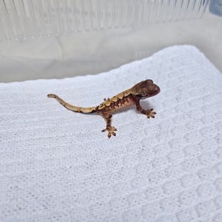트라이