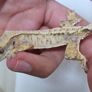 트라이 드리피 화이트스팟