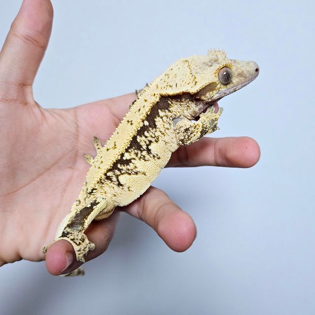 풀핀 트라이 화이트스팟