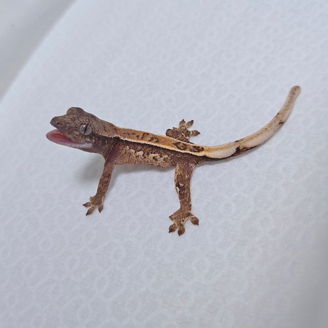 트라이 쿼드 드리피 화이트스팟