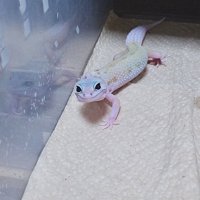 스노우 머피 패턴리스 사이퍼