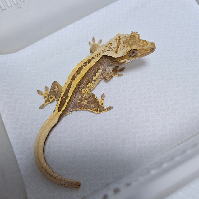 슈퍼스트라이프 엠티백