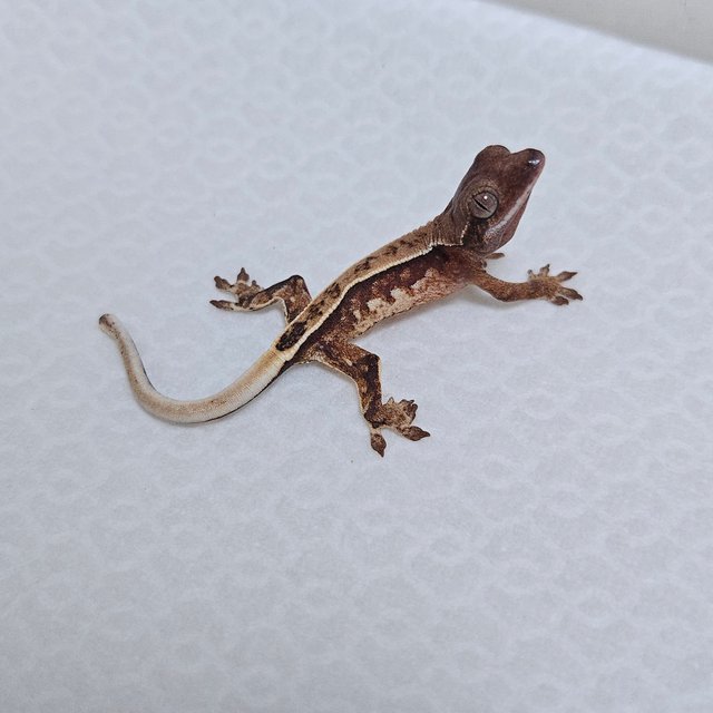 트라이 드리피 화이트스팟