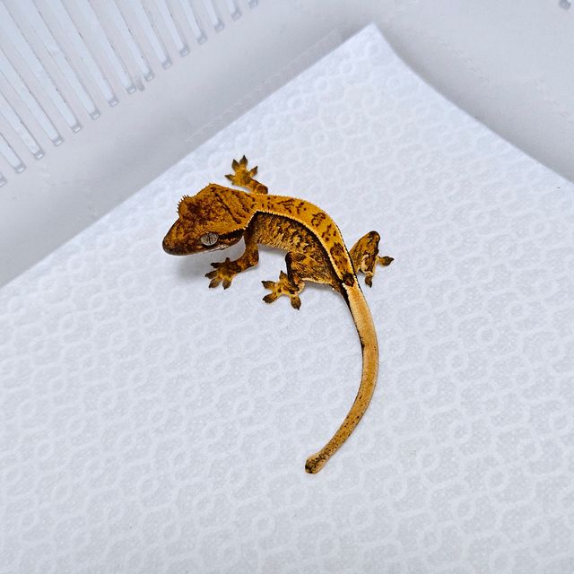 바브 풀핀 트라이